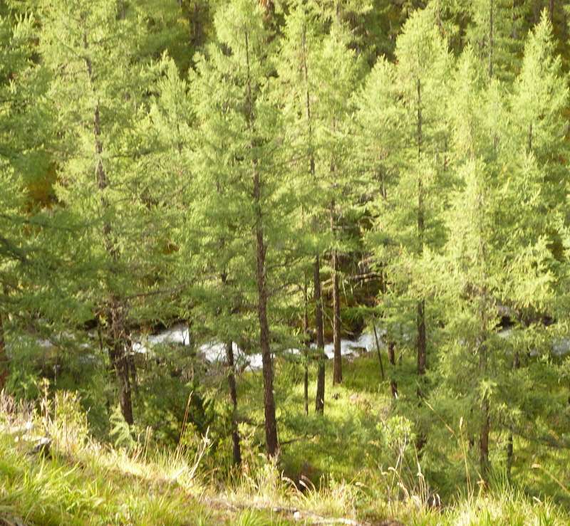 Хвойный лес Алтая